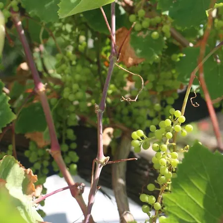 Urga Butik & Restaurant מלון *